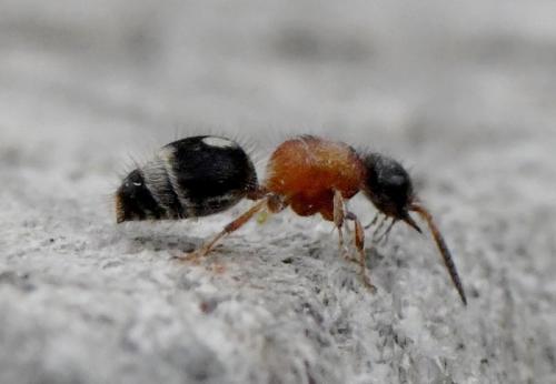 Smicromyrme ruficollis
